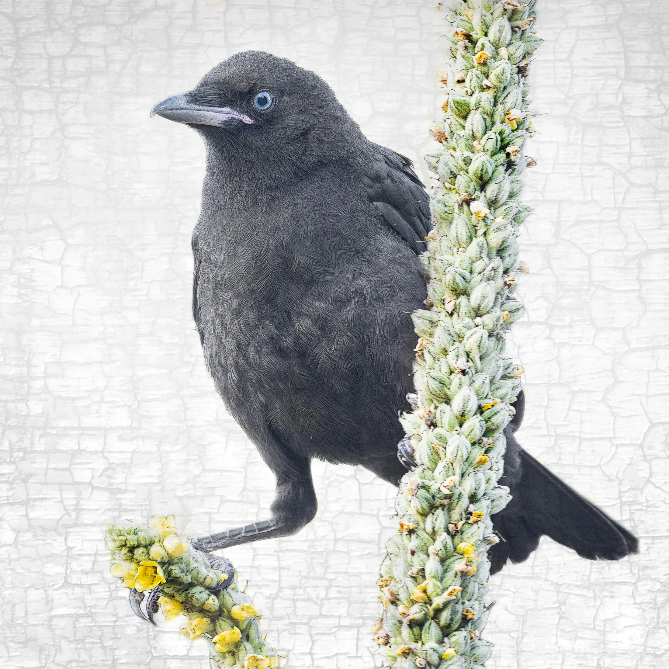 BALANCE FOR BEGINNERS - Fine Art Print, Crow Portrait Series