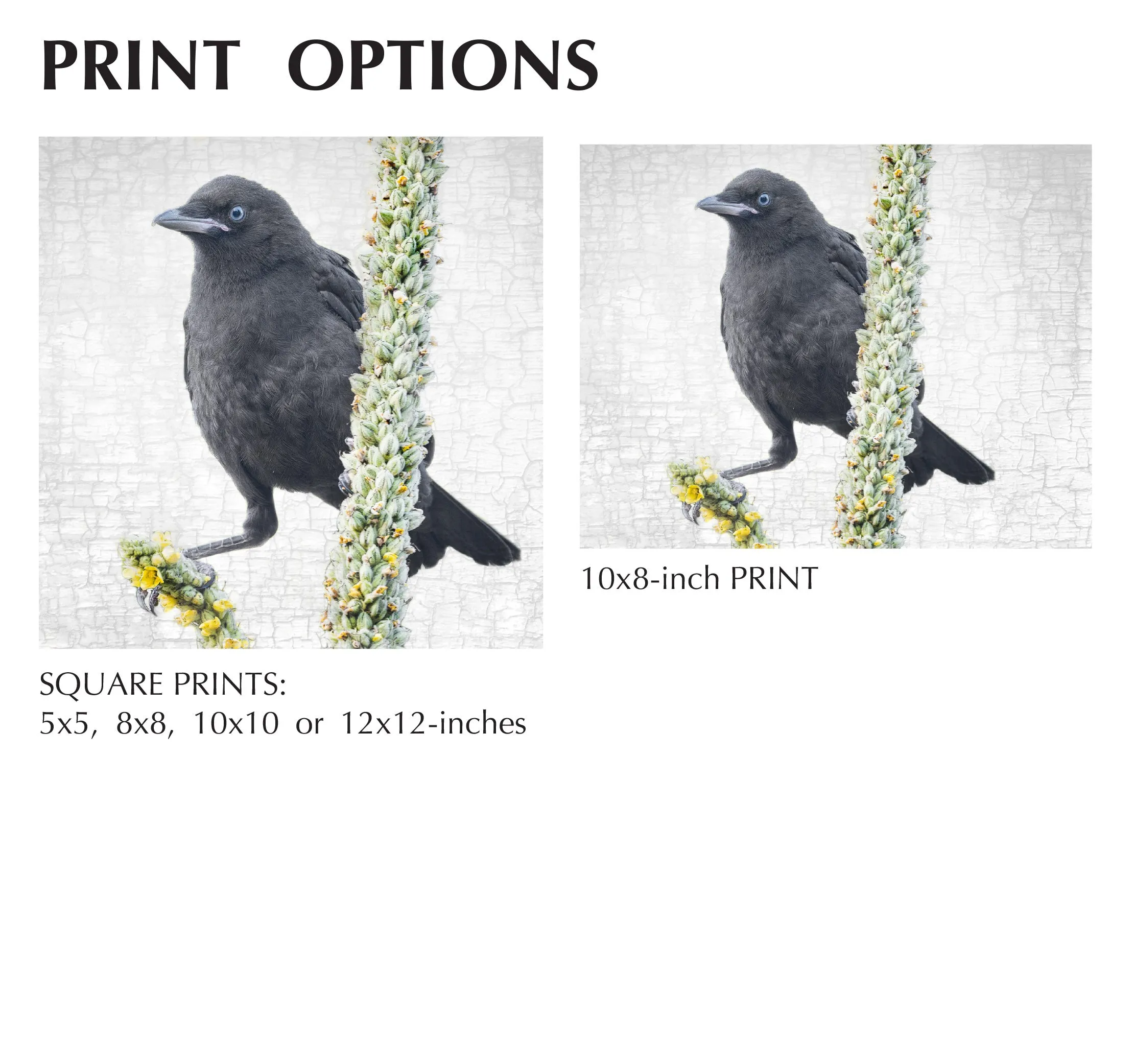 BALANCE FOR BEGINNERS - Fine Art Print, Crow Portrait Series