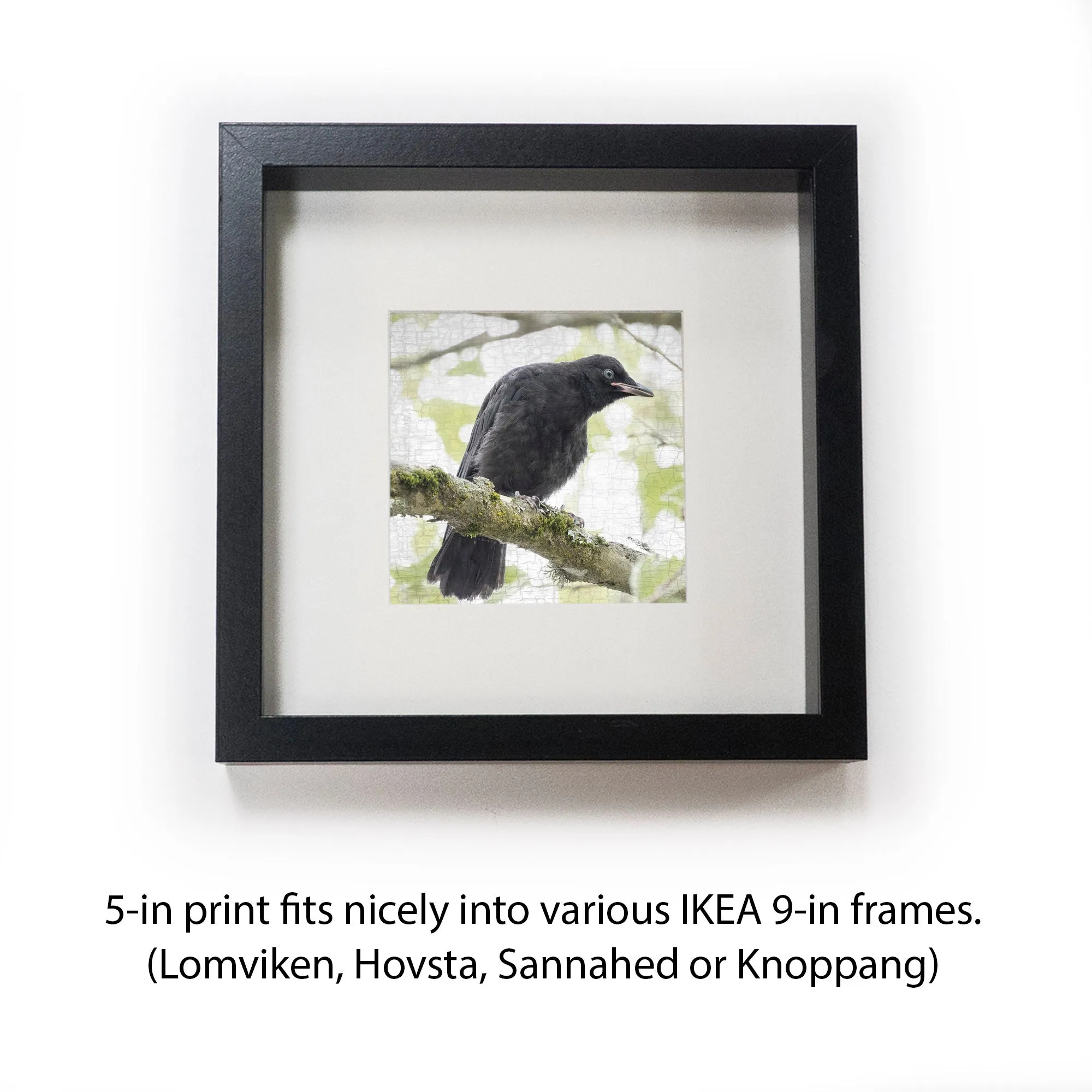 CURIOSITY - Fine Art Print, Crow Portrait Series